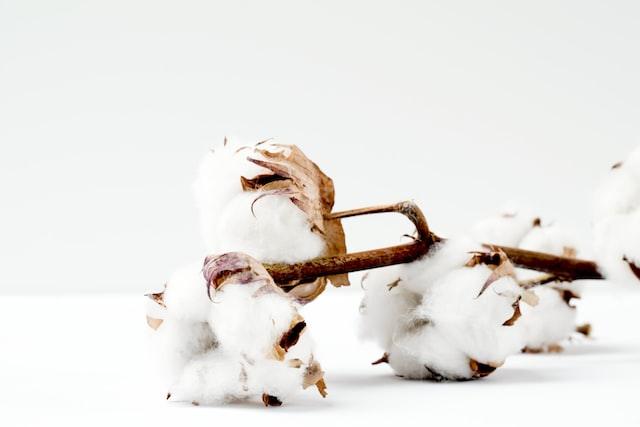 Cotton bolls with brown stems arranged on a white surface.
